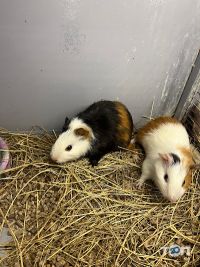 відгуки про Зоологія фото