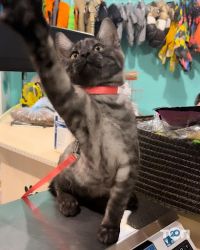 Зоокомплекс SvitZooGroom відгуки фото