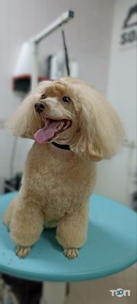 отзывы о Sobaken grooming studio фото