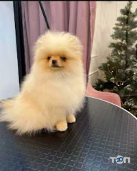 Grooming&Spa ЗaЗaЗen відгуки фото