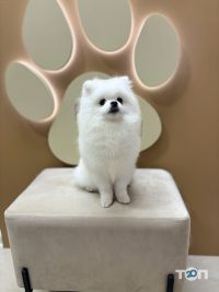 Arni groom Кропивницький фото