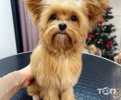 відгуки про Grooming&Spa ЗaЗaЗen фото