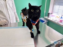 Vet Friend, послуги з тимчасового проживання домашніх тварин фото