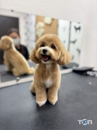 Зоомагазини і послуги для тварин Arni groom фото