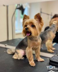 Arni groom, груминг салон фото