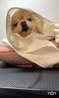 Зоомагазини і послуги для тварин Grooming&Spa ЗaЗaЗen фото