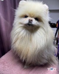 Grooming&Spa ЗaЗaЗen Дніпро фото