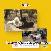 відгуки про Зграя фото