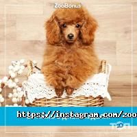 ZooBonus Днепр фото