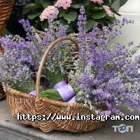 Фанфан Тюльпан відгуки фото