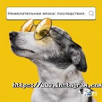 Зграя відгуки фото