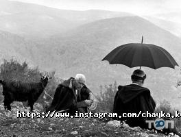 Чайка отзывы фото