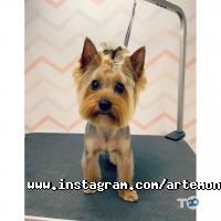 Зоомагазини і послуги для тварин Артемон фото