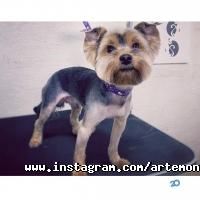 відгуки про Артемон фото