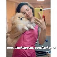 Артемон Рівне фото