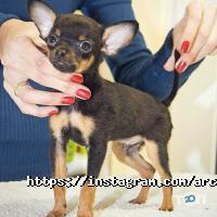 Arcanta Groom Киев фото