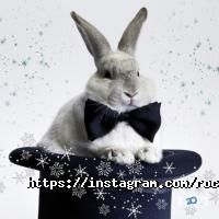 Rocka Rabbit Київ фото