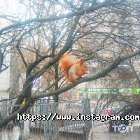 відгуки про Відродження фото