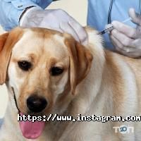 Улюбленець Вінниця фото