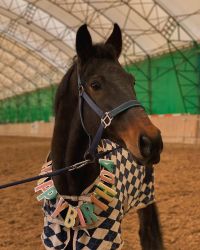 відгуки про Парадиз фото