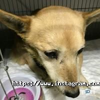 Ветеринарні клініки Улюбленець фото