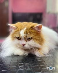 Зоомагазини і послуги для тварин Groom Art Studio фото