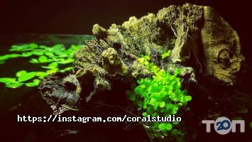 Coral Studio, студія акваріумного дизайну фото