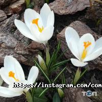 Готелі, хостели Complimente фото