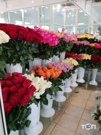 відгуки про Роза ІФ фото