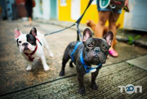 Зоомагазини і послуги для тварин E-zoo.com.ua фото