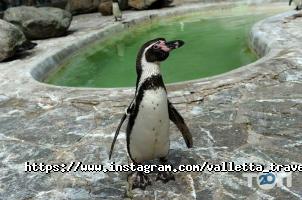 Valletta Travel відгуки фото