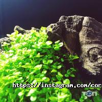 Coral Studio відгуки фото