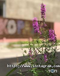 Корал Одеса фото