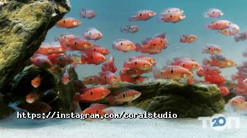 Зоомагазини і послуги для тварин Coral Studio фото
