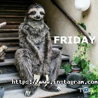 jKing відгуки фото