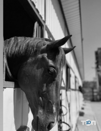 відгуки про Тамерлан фото