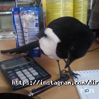 Проектування та дизайн Хаскі в масці фото