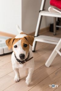 відгуки про E-zoo.com.ua фото