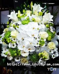 Фотінія, квіткова галерея фото