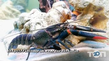 відгуки про Coral Studio фото