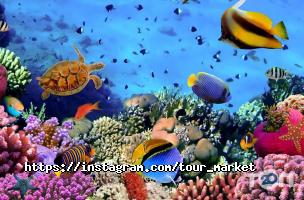 Туристичні агентства, екскурсії Tour-market фото