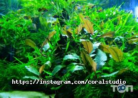 Coral Studio Дніпро фото