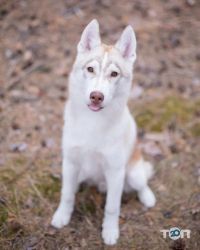 Minsky siberians відгуки фото