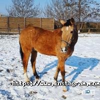 Ранчо дядюшки Бо, конный клуб фото