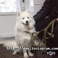 Alvet Одеса фото