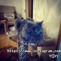 отзывы о Viking фото