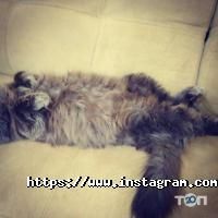 Правильное питание Viking фото