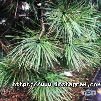 Высотник Одесса фото