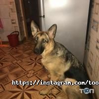 ЛЬВИЦА, ветеринарная клиника фото