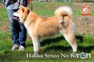 Senzo No Rei, питомник собак фото
